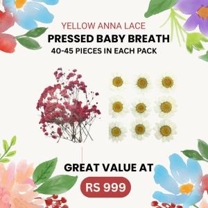 Pressed baby breath